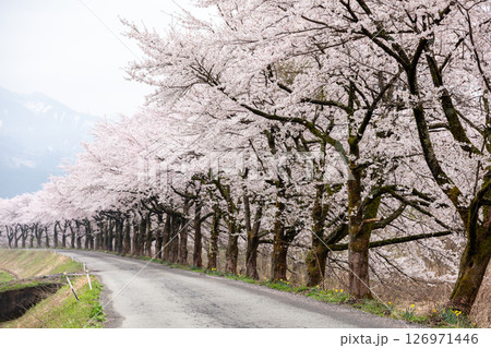 【夏井の千本桜】どこまでも続く見頃を迎えた桜並木 【夏井の千本桜】どこまでも続く見頃を迎えた桜並木 126971446