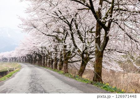【夏井の千本桜】どこまでも続く見頃を迎えた桜並木 【夏井の千本桜】どこまでも続く見頃を迎えた桜並木 126971448
