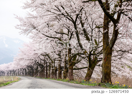 【夏井の千本桜】どこまでも続く見頃を迎えた桜並木 【夏井の千本桜】どこまでも続く見頃を迎えた桜並木 126971450