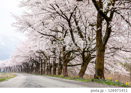 【夏井の千本桜】どこまでも続く見頃を迎えた桜並木 126971451