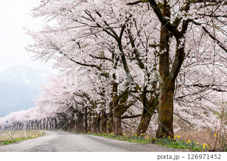 【夏井の千本桜】どこまでも続く見頃を迎えた桜並木 【夏井の千本桜】どこまでも続く見頃を迎えた桜並木 126971452