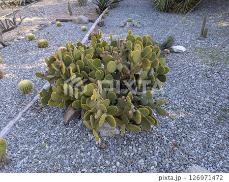 Opuntia ficus-indica cactus in Cordoba Botanical Garden, Argentina 126971472