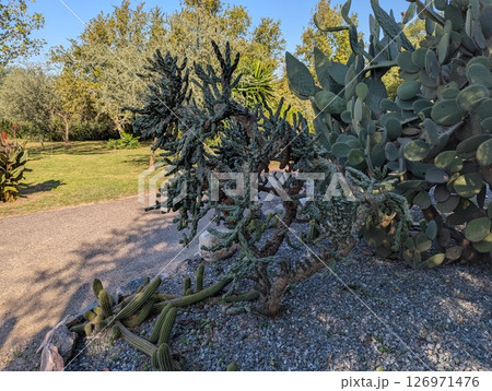 Opuntia ficus-indica and Cereus repandus cactus in the Cordoba Botanical Garden, Argentina 126971476