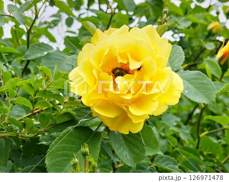 The climbing rose Golden Showers with large yellow flowers blooms in garden in June. The bronze beetle in the center of the flower eats the stamens. The climbing rose Golden Showers with large yellow flowers blooms in garden in June. The bronze beetle in the center of the flower eats the stamens. 126971478