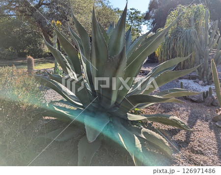 Agave americana and cacti among small stones in the Cordoba Botanical Garden Argentina. Cactus alley Agave americana and cacti among small stones in the Cordoba Botanical Garden Argentina. Cactus alley 126971486