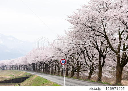 【夏井の千本桜】どこまでも続く見頃を迎えた桜並木 【夏井の千本桜】どこまでも続く見頃を迎えた桜並木 126971495