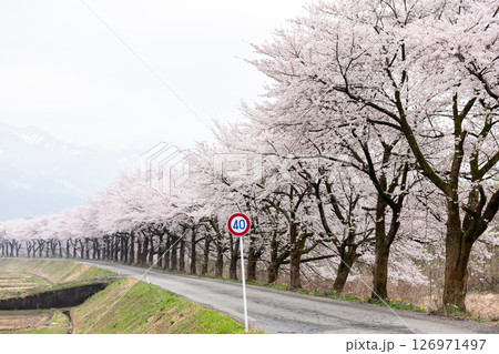 【夏井の千本桜】どこまでも続く見頃を迎えた桜並木 【夏井の千本桜】どこまでも続く見頃を迎えた桜並木 126971497