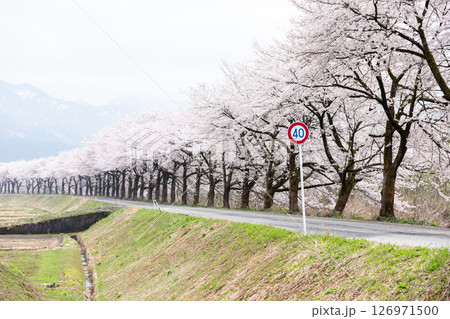 【夏井の千本桜】どこまでも続く見頃を迎えた桜並木 【夏井の千本桜】どこまでも続く見頃を迎えた桜並木 126971500