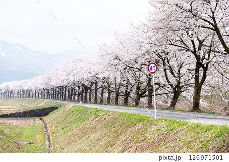 【夏井の千本桜】どこまでも続く見頃を迎えた桜並木 126971501