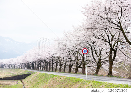 【夏井の千本桜】どこまでも続く見頃を迎えた桜並木 【夏井の千本桜】どこまでも続く見頃を迎えた桜並木 126971505