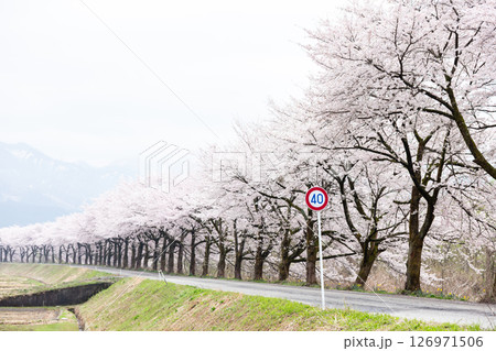 【夏井の千本桜】どこまでも続く見頃を迎えた桜並木 126971506