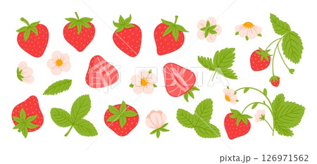 Cartoon strawberry. Red seasonal berry. Organic fruit in heart-shaped body, tiny yellow seed, green leafy cap, leaves, bloom flower. Summer sliced strawberry. Natural product vector set Cartoon strawberry. Red seasonal berry. Organic fruit in heart-shaped body, tiny yellow seed, green leafy cap, leaves, bloom flower. Summer sliced strawberry. Natural product vector set 126971562