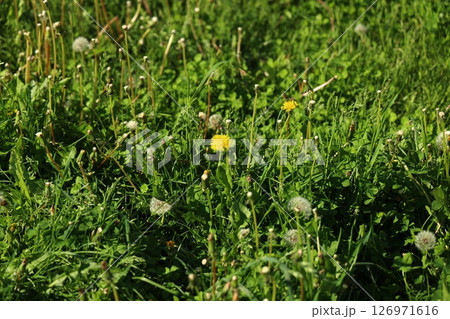 Dandelions and Grass Enjoying a Beautiful Day in a Sunlit Meadow Full of Life and Color Dandelions and Grass Enjoying a Beautiful Day in a Sunlit Meadow Full of Life and Color 126971616
