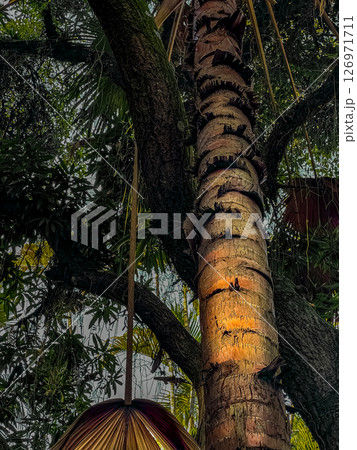 Tropical tree bark with natural texture and dramatic light in rainforest environment 126971711