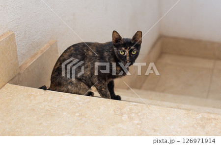 Tortoiseshell cat sitting on a staircase 126971914