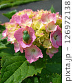 カエルと紫陽花 126972138
