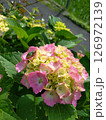 カエルとピンクの紫陽花 126972139