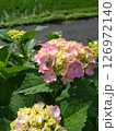 ピンク色の可愛い紫陽花とカエル 126972140