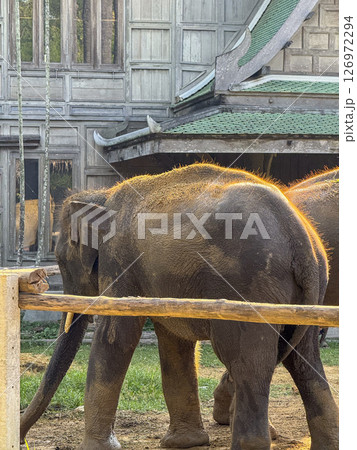 Adorable gray elephant living freely in an elephant care sanctuary, playful animal enjoys the tropical flora of a national park. Conservation center for wildlife mammals in Bangkok. Adorable gray elephant living freely in an elephant care sanctuary, playful animal enjoys the tropical flora of a national park. Conservation center for wildlife mammals in Bangkok. 126972294