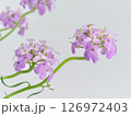 小さな紫色の花 126972403