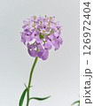 小さな紫色の花 126972404
