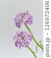 小さな紫色の花 126972406
