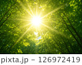 緑あふれる森林の中に差し込む朝日の光 126972419