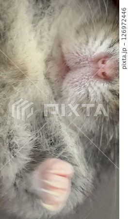 ハムパンチ 126972446