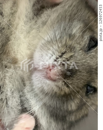 ドアップハムスター ドアップハムスター 126972453