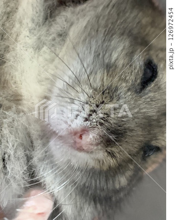 ドアップハムスター ドアップハムスター 126972454