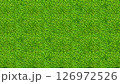 Green grass texture for background. Green lawn pattern and texture background. Close-up. 126972526