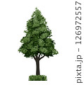Big tree isolated on white background. Landscape object for outdoor graphic, architecture drawing, elements for environment and gardening. Vector illustration. 126972557
