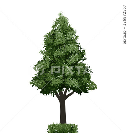 Big tree isolated on white background. Landscape object for outdoor graphic, architecture drawing, elements for environment and gardening. Vector illustration. 126972557