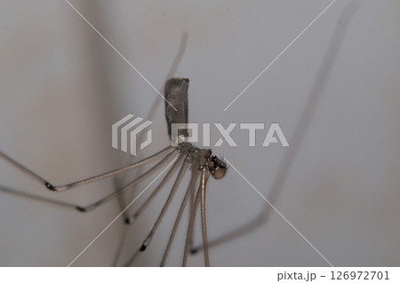 Spider hanging from a wall Spider hanging from a wall 126972701