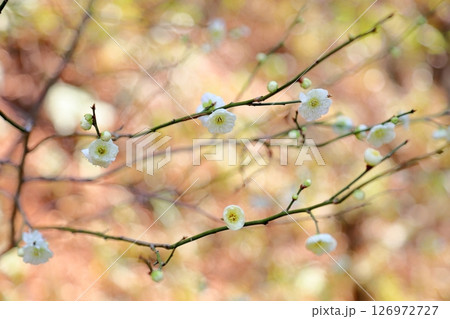 清楚 白梅の花 清楚 白梅の花 126972727