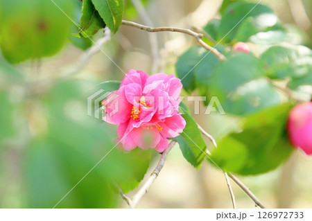 可愛い ツバキの花 可愛い ツバキの花 126972733
