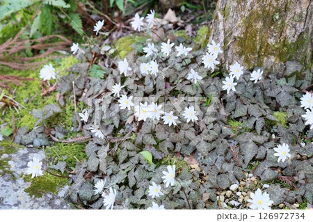 爽やか　ユキワリイチゲの花 126972734