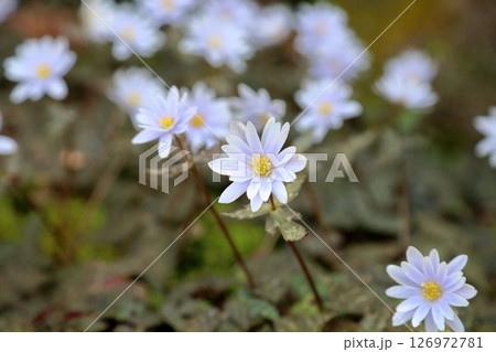 爽やか ユキワリイチゲの花 爽やか ユキワリイチゲの花 126972781