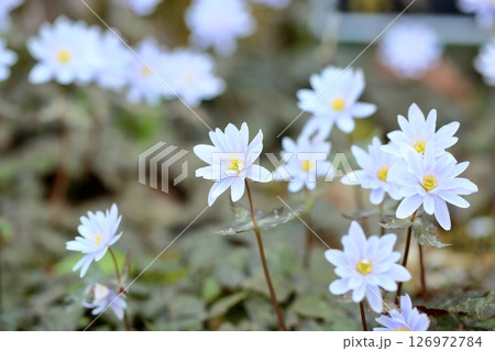 爽やか ユキワリイチゲの花 爽やか ユキワリイチゲの花 126972784