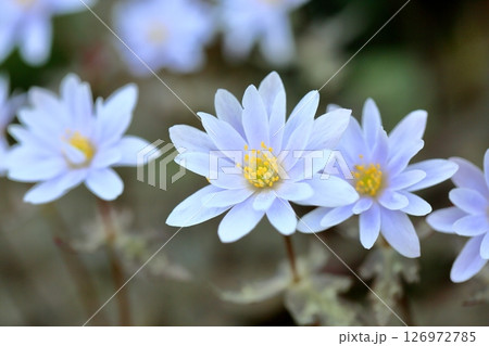 爽やか　ユキワリイチゲの花 126972785