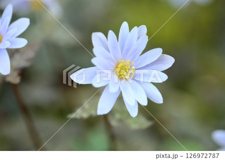 爽やか　ユキワリイチゲの花 126972787