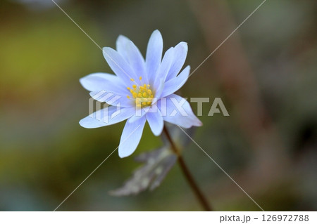 爽やか ユキワリイチゲの花 爽やか ユキワリイチゲの花 126972788