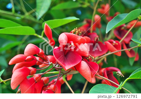 赤いアメリカデイゴの花（夏、六月） 126972791