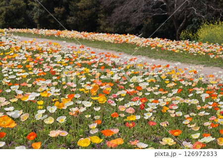 満開のカラフルな花びらのアイスランドポピーの花畑と遊歩道のある公園の風景 126972833