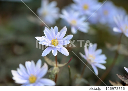 爽やか　ユキワリイチゲの花 126972836