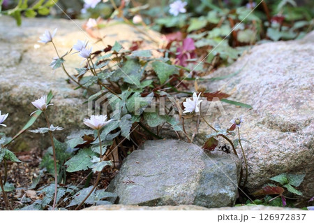 爽やか　ユキワリイチゲの花 126972837