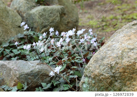 爽やか　ユキワリイチゲの花 126972839