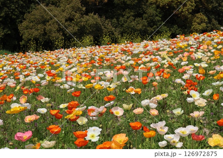 カラフルな色とりどりのアイスランドポピーの花畑と木々の森のある公園の風景 126972875