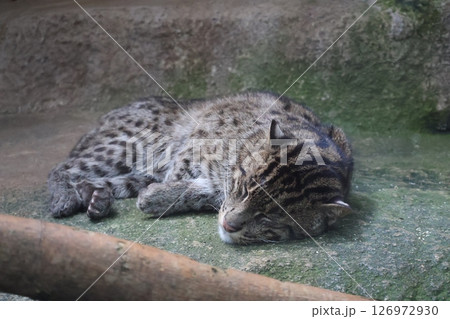 動物園の飼育スペースで眠るスナドリネコのいる風景 動物園の飼育スペースで眠るスナドリネコのいる風景 126972930
