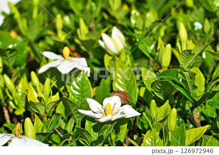 白いクチナシの花(夏、六月) 白いクチナシの花(夏、六月) 126972946